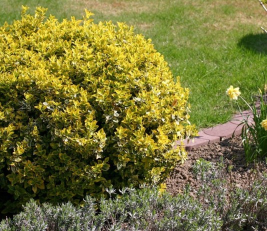 Бересклет Форчуна «Эмеральд Голд» (Euonymus fortunei 'Emerald Gold')