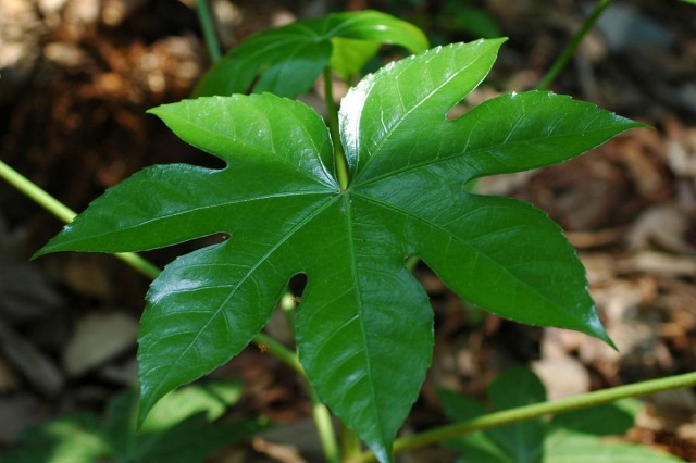 Фатсия (лат. Fatsia)