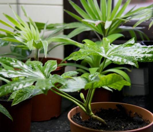 Фатсия японская (лат. Fatsia japonica)