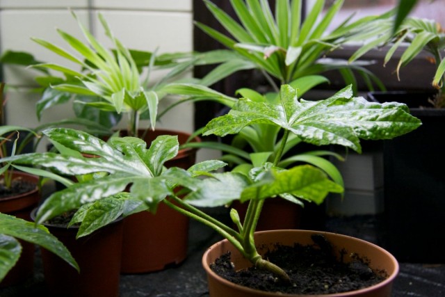 Фатсия японская (лат. Fatsia japonica)