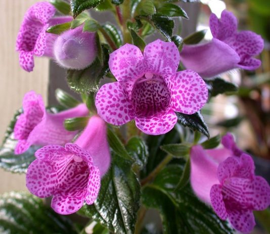 Мохнатая глоксиния