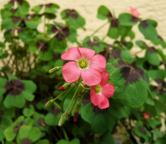 Кислый оксалис