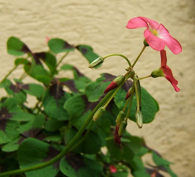 Кислица, или оксалис (лат. Oxalis)
