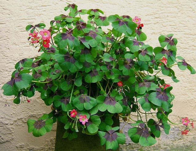 Кислица, или оксалис (лат. Oxalis)