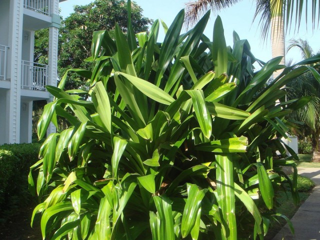Панданус Вейча или Вича (Pandanus veitchii)