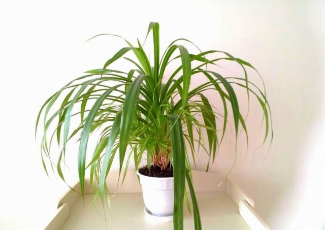 Панданус (Pandanus)