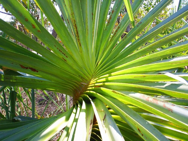 Панданус (Pandanus)