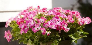 Пеларгония (Pelargonium)