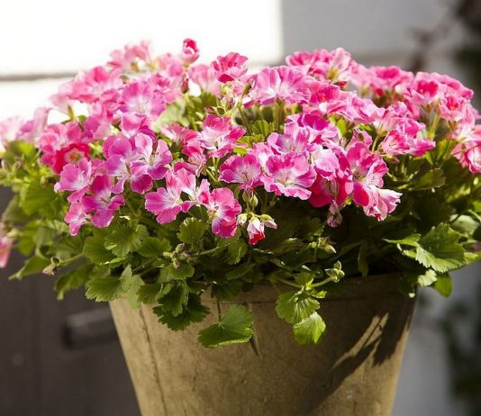 Пеларгония (Pelargonium)
