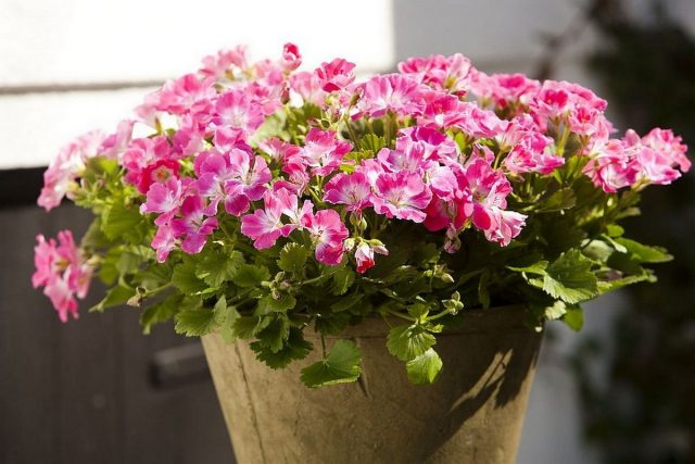 Пеларгония (Pelargonium)