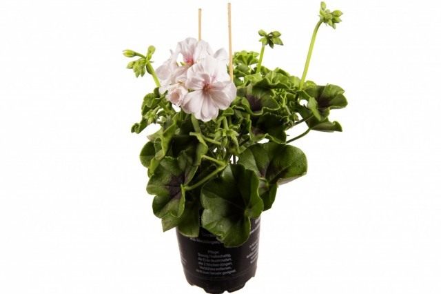 Пеларгония (Pelargonium)