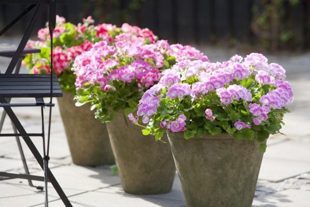 Пеларгония (Pelargonium)