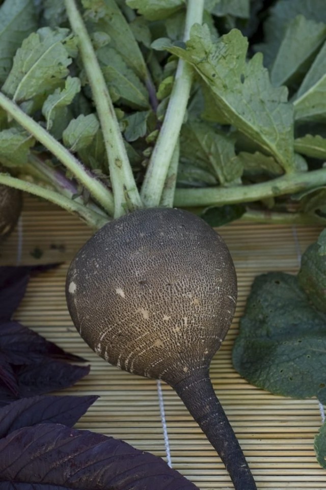 Зимняя круглая черная