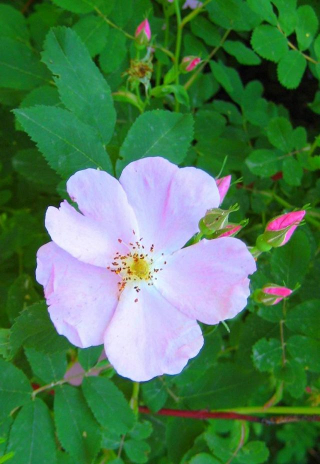 Роза (шиповник) иглистая (Rosa acicularis Lindl)