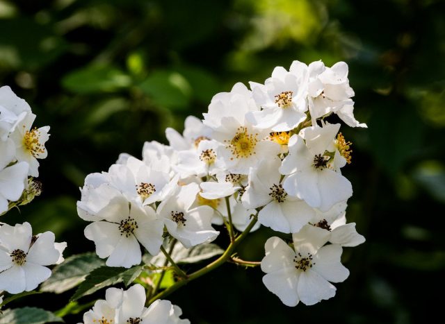 Роза многоцветковая (Rosa multiflora Thunb. ex Murray)