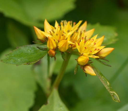 Очиток, или лихорадочная трава - Цветник и ландшафт Очиток, или лихорадочная трава