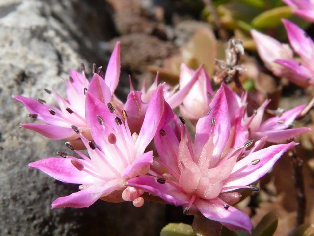 Очиток (Sedum)