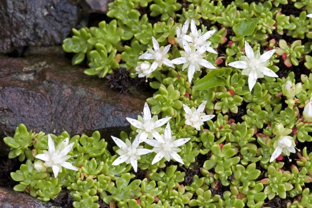 Очиток (Sedum)