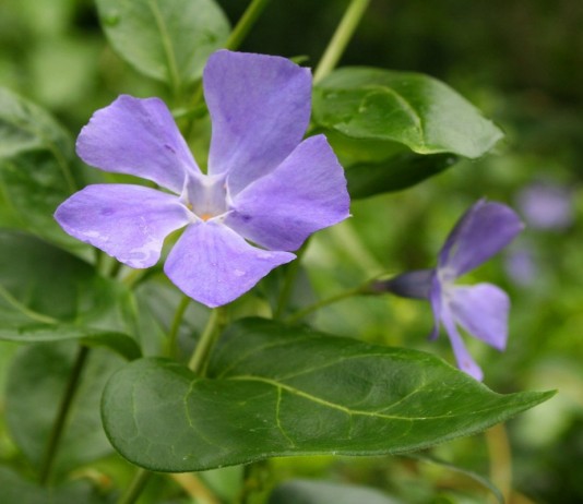 Барвинок — колдовская фиалка - Цветы многолетние Барвинок большой (Vinca major)