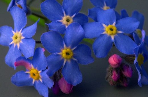 Цветы и декоративные кустарники. Часть 3. - Цветник и ландшафт Незабудка