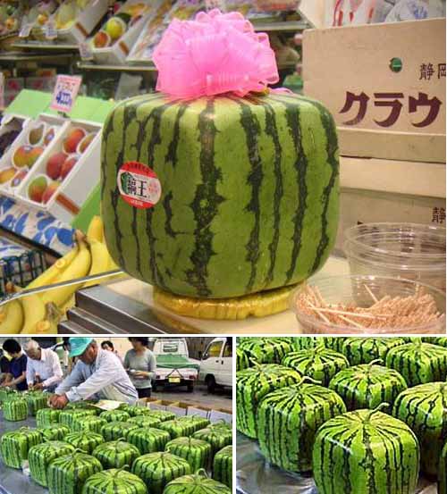 Квадратный арбуз (Square watermelon Квадратный арбуз
