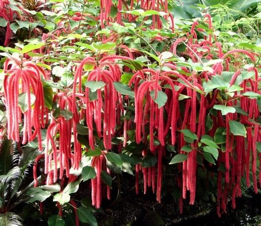 Акалифа щетинисто-волосистая