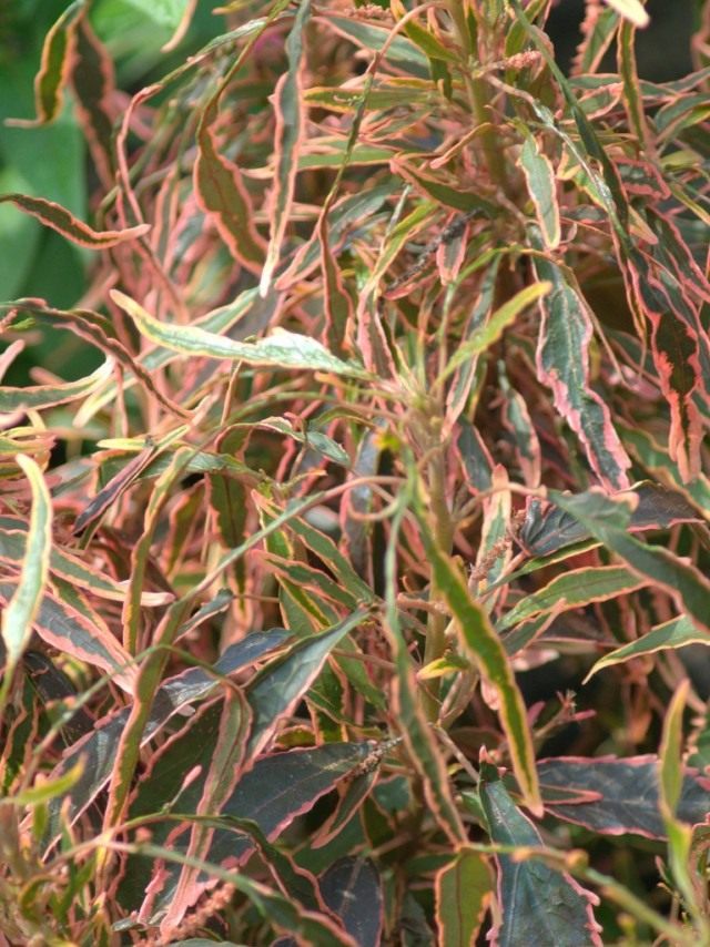 Акалифа Вилкеза «Марди Гра» (Acalypha wilkesiana 'Mardi Gras')