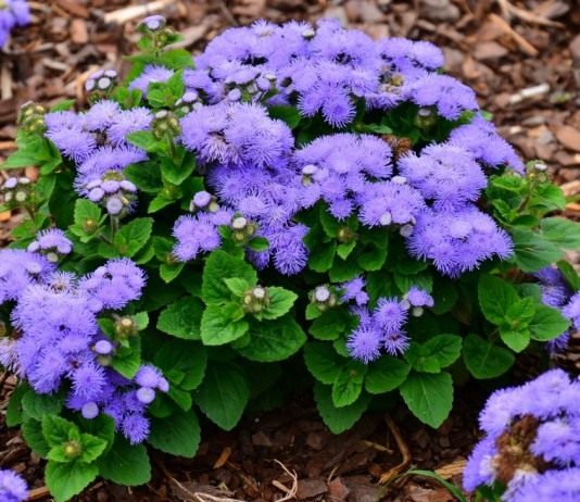 Нестареющий Агератум - Цветник и ландшафт Агератум Гаустона, или Агератум мексиканский, или Долгоцветка