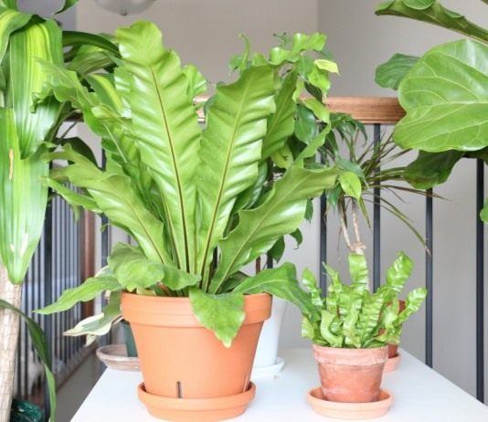 Асплениум гнездовой, или Костенец гнездовой (Asplenium nidus) (слева) и Асплениум древний, или Костенец древний (Asplenium antiquum) (справа)