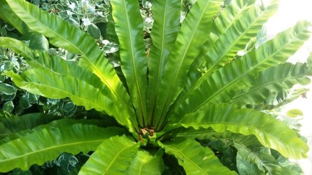 Асплениум гнездовой, или Костенец гнездовой (Asplenium nidus) Асплениум гнездовой, или Костенец гнездовой (Asplenium nidus)