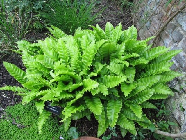 Асплениум сколопендровый, или Костенец сколопендровый (Asplenium scolopendrium) Асплениум сколопендровый, или Костенец сколопендровый (Asplenium scolopendrium)