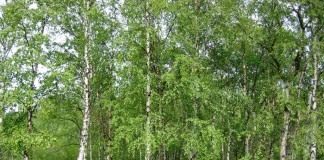 Роща берёз повислых