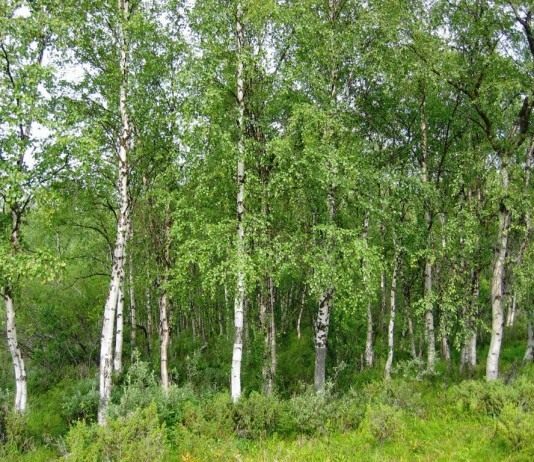 Берёза — символ России - Цветник и ландшафт Роща берёз повислых