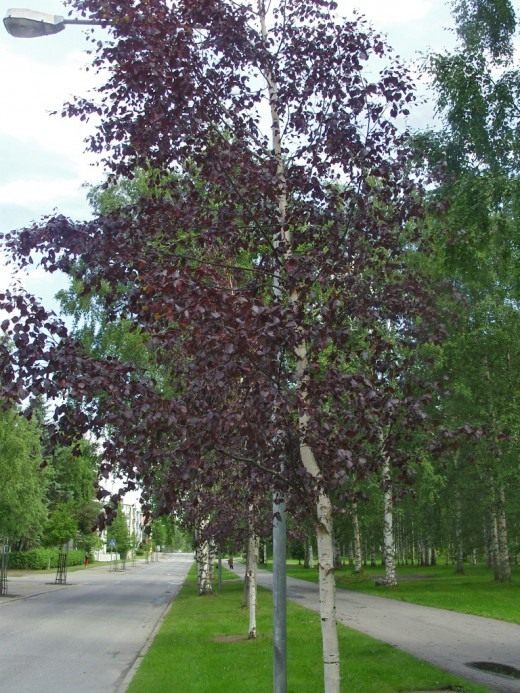 Берёза пушистая, или опушённая, краснолистная