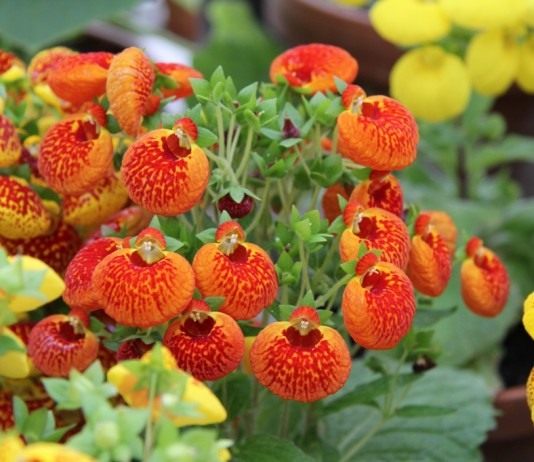 Кальцеолярия