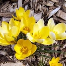 Шафран, или крокус золотистоцветковый (Crocus chrysanthus)