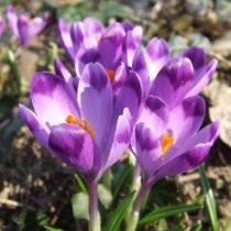 Шафран, или крокус Хеуффелиана (Crocus heuffelianus)