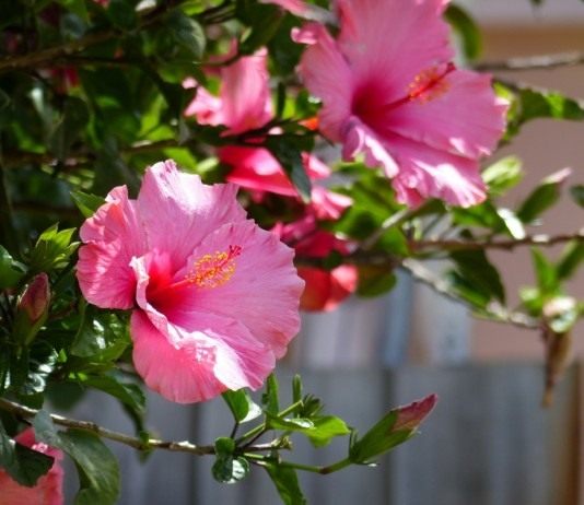 Гибискус — рубин вашего дома - Комнатные растения Гибискус (Hibiscus)