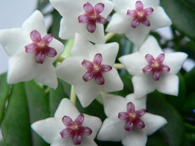 Хойя прекрасная (Hoya bella)