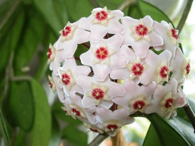 Хойя мясистая (Hoya carnosa)