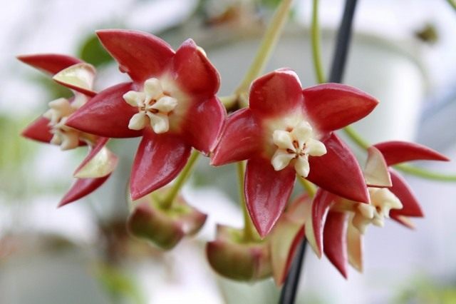 Хойя императорская, или хойя величественная (Hoya imperialis)