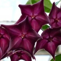 Хойя МакГилливрея (Hoya macgillivrayi)