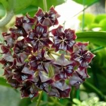 Хойя миндоренсис, или хойя миндорская (Hoya mimdorensis)