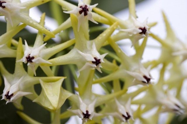 Хойя многоцветковая (Hoya multiflora)