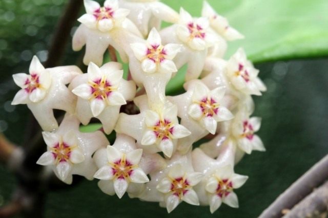 Хойя Ридли (Hoya ridleyi)