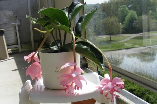 Мединилла великолепная (Medinilla magnifica)