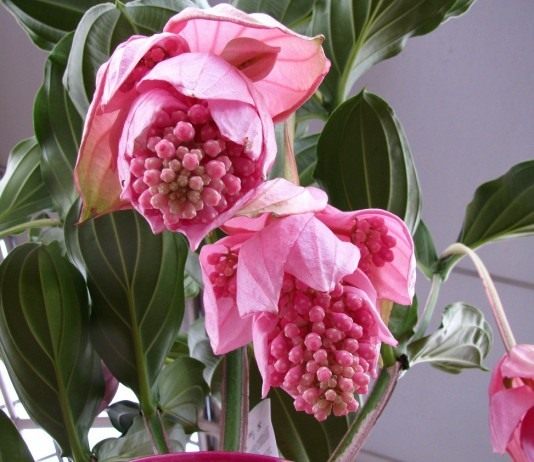 Мединилла великолепная (Medinilla magnifica)