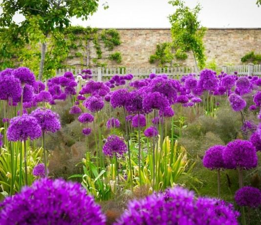 Выращиваем декоративный лук - Цветы многолетние Лук голландский 'Purple Sensation'