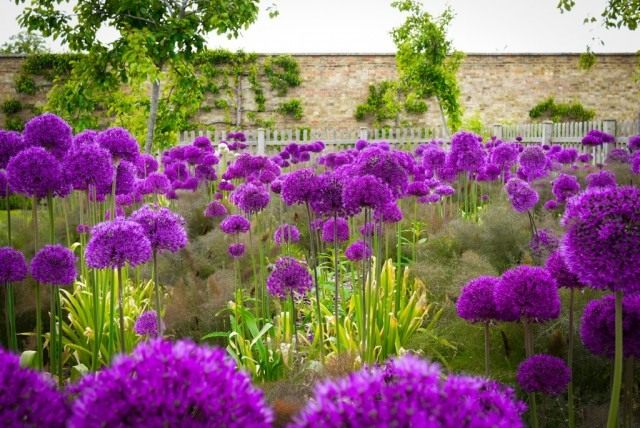 Лук голландский 'Purple Sensation' Лук голландский 'Purple Sensation'