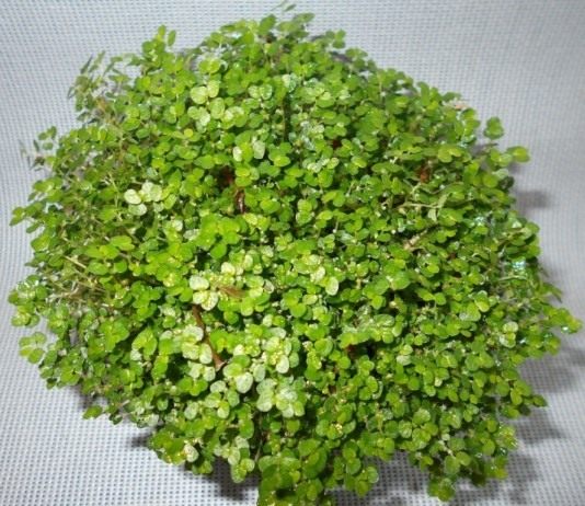 Солейролия Солейроля (Soleirolia soleirolii)